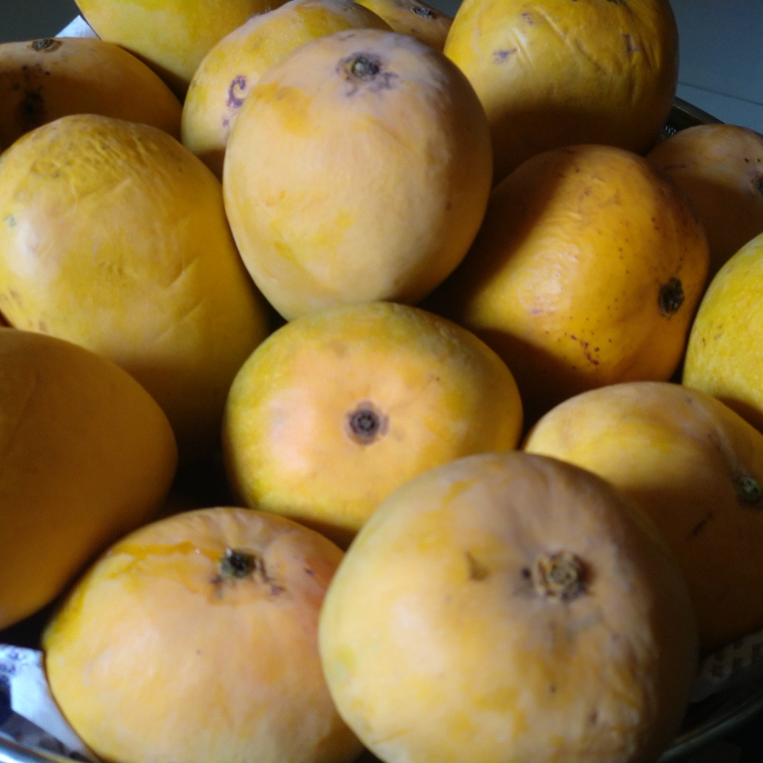 Alphonso Mango Box (10-12 pcs) Pickup Sunday 05/12